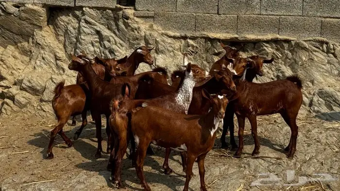 معزا دهم جذعات 11تم البيع 8