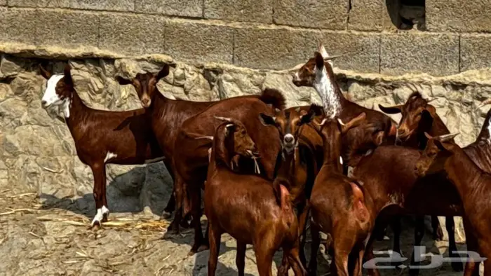 معزا دهم جذعات 11تم البيع 5
