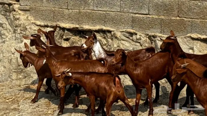 معزا دهم جذعات 11تم البيع 4