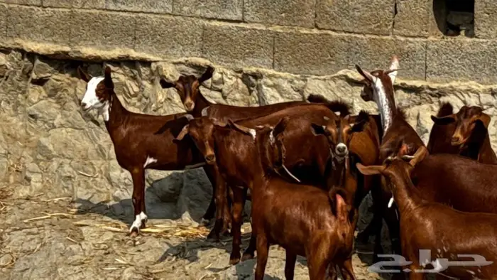 معزا دهم جذعات 11تم البيع 6