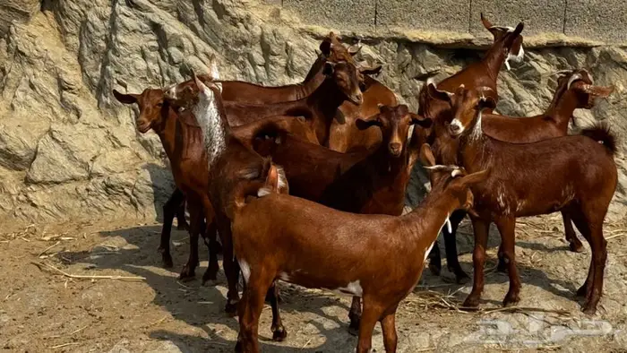 معزا دهم جذعات 11تم البيع 10