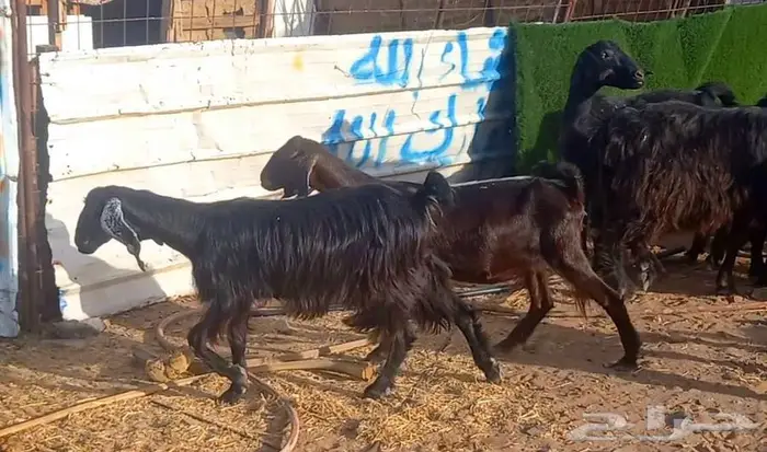( تم البيع )معزا ولد ومضاريع 11 معها 8 9