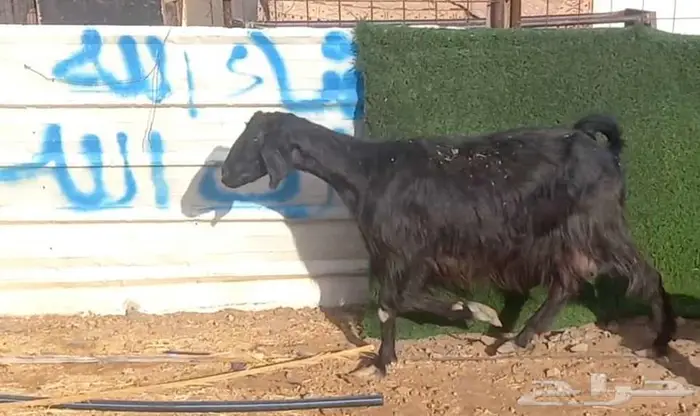 ( تم البيع )معزا ولد ومضاريع 11 معها 8 10