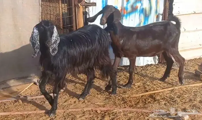 ( تم البيع )معزا ولد ومضاريع 11 معها 8 11