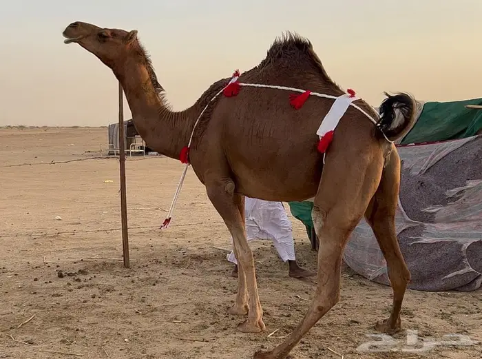 بكره ساحليه حمراء دم دهما لقحه 3