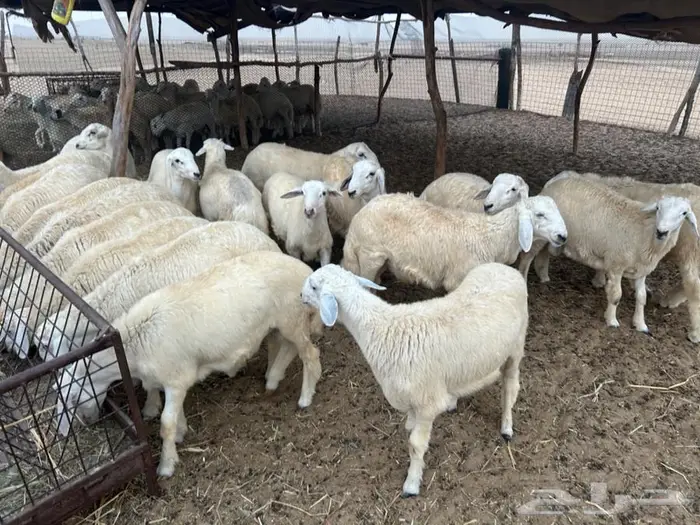 طليان أضاحي 0