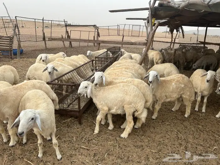 طليان أضاحي 1