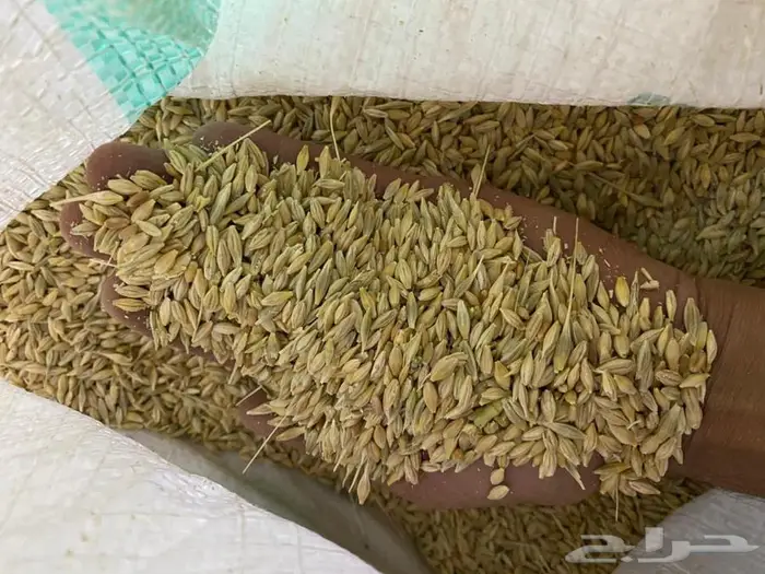 بر وشعير بلدي ( إنتاج باشوت ) 1