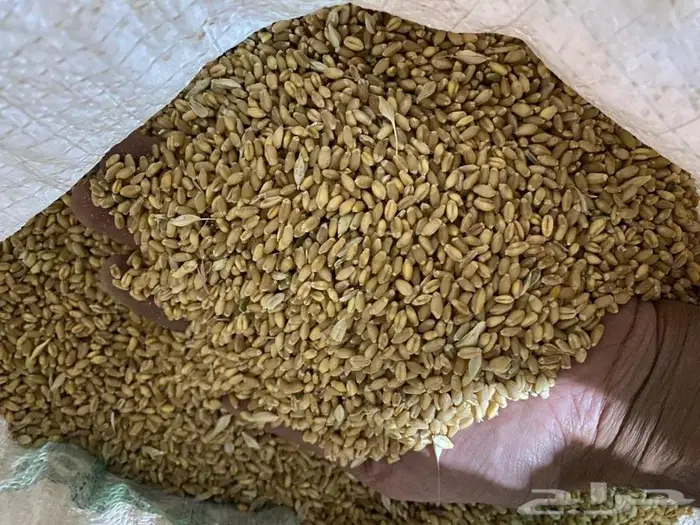 بر وشعير بلدي ( إنتاج باشوت ) 0