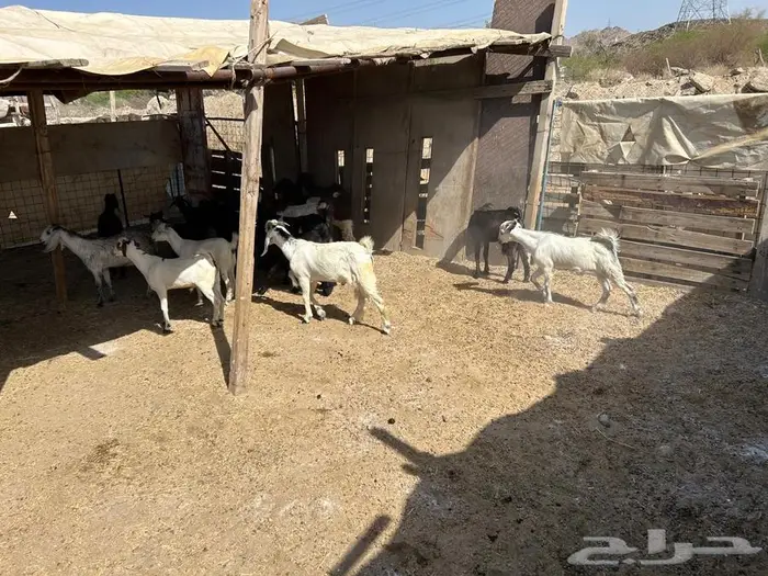 ذبائح عارضي و بيشي للبيع 2