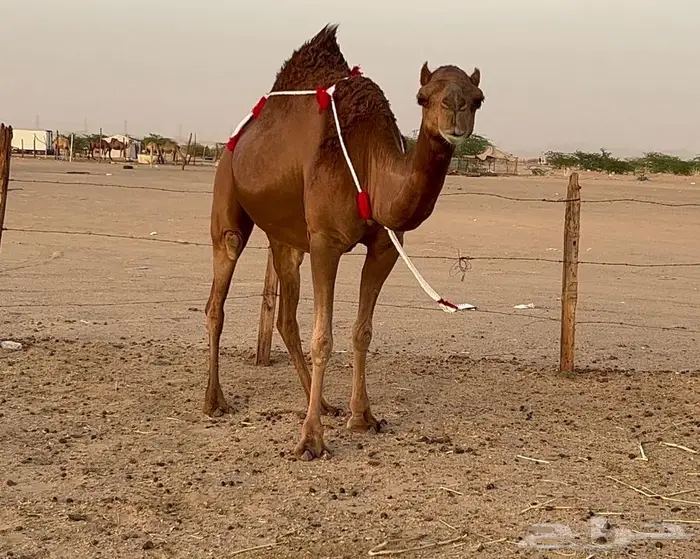 بكره ساحليه حمراء دم دهما لقحه 13