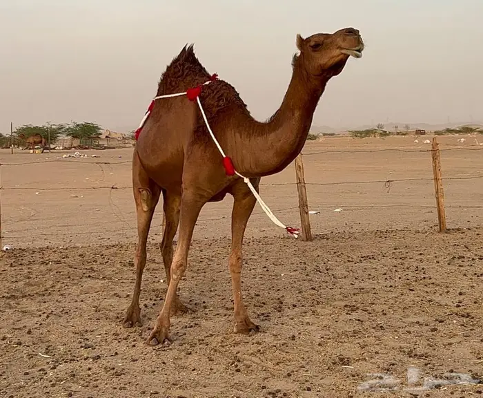 بكره ساحليه حمراء دم دهما لقحه 6