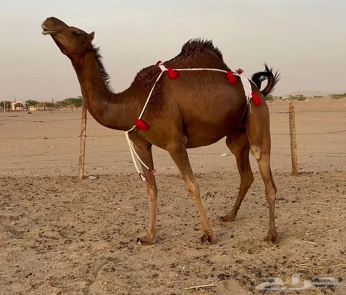 بكره ساحليه حمراء دم دهما لقحه 12