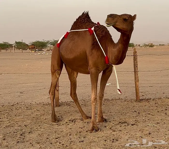 بكره ساحليه حمراء دم دهما لقحه 8