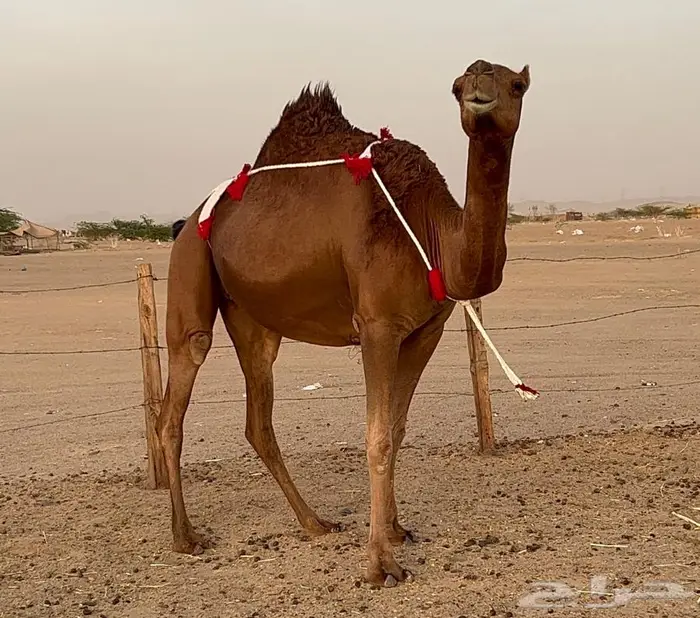 بكره ساحليه حمراء دم دهما لقحه 2