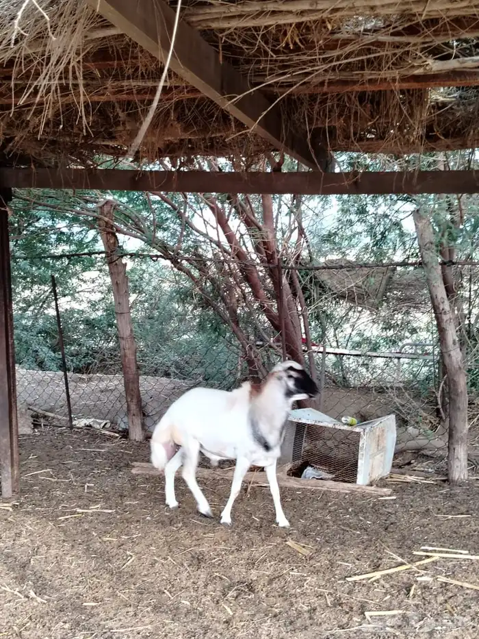 كبش بلدي 2