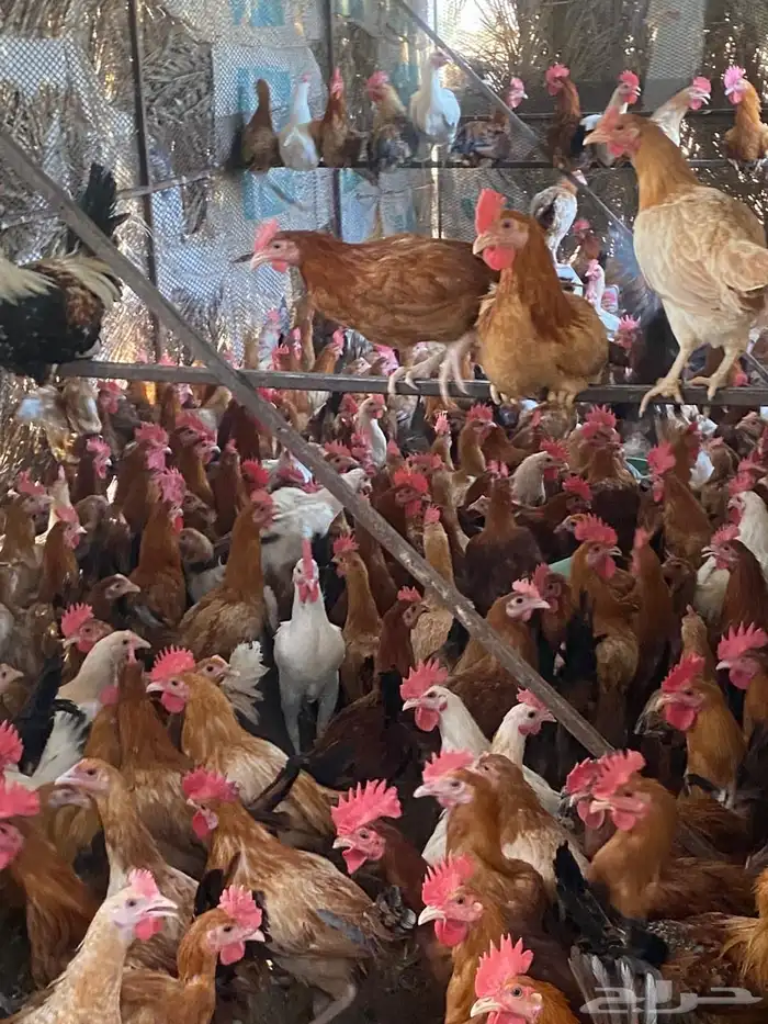 دجاج بلدي لاحم للبيع 1