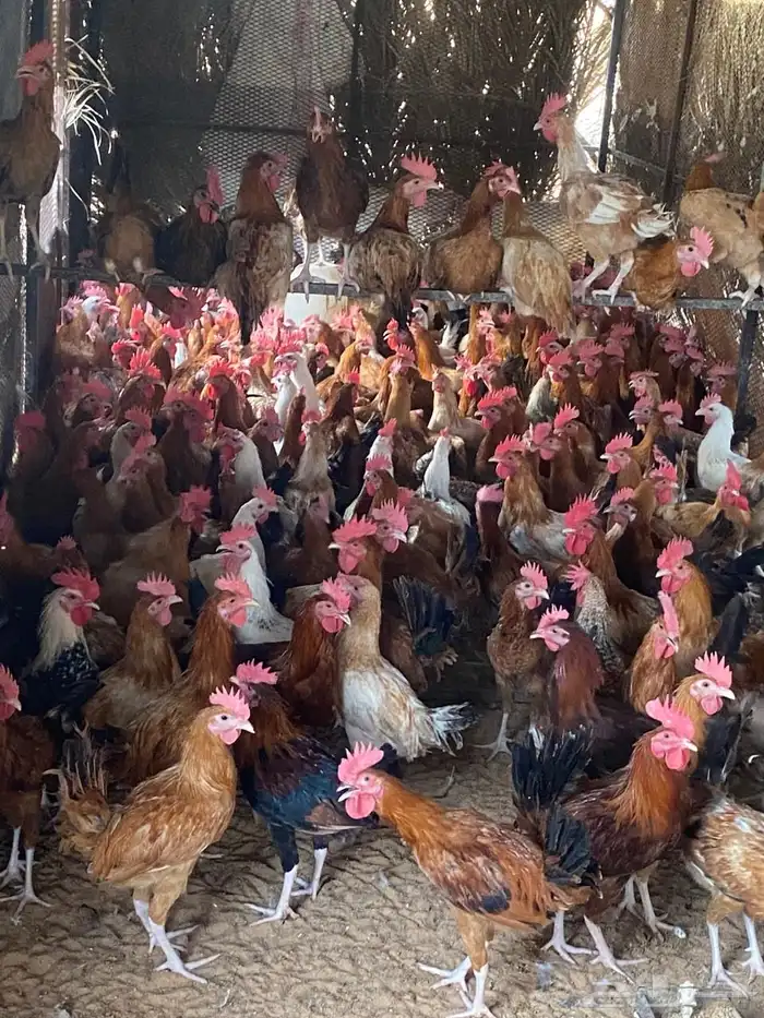 دجاج بلدي لاحم للبيع 2