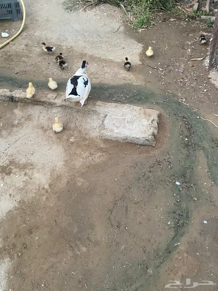 بط مع إنتاجها 2