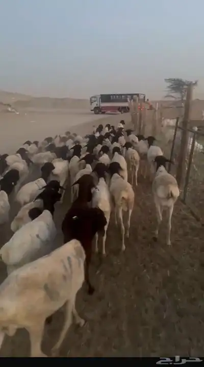 اضاحي غنم بربري أوزان عاليه 8