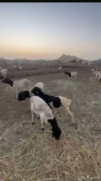 اضاحي غنم بربري أوزان عاليه 7
