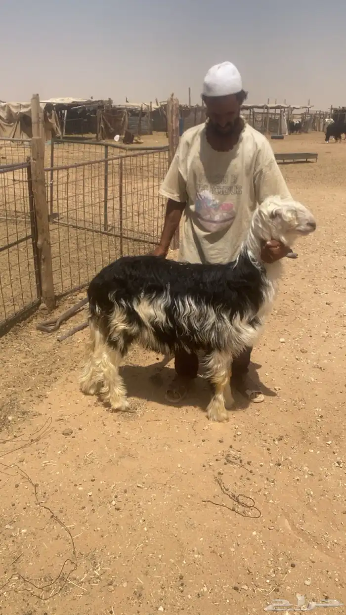 طليان نجدي يضحي تم البيع 1
