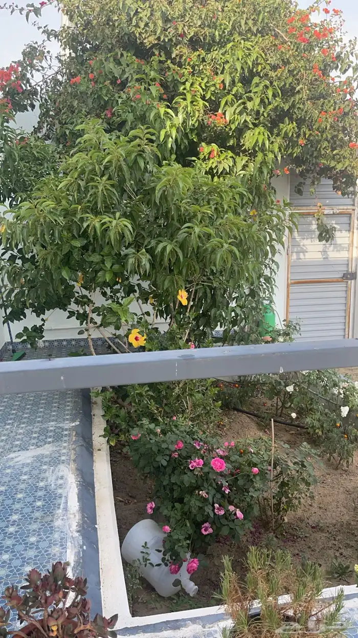 استراحه للإيجار 7