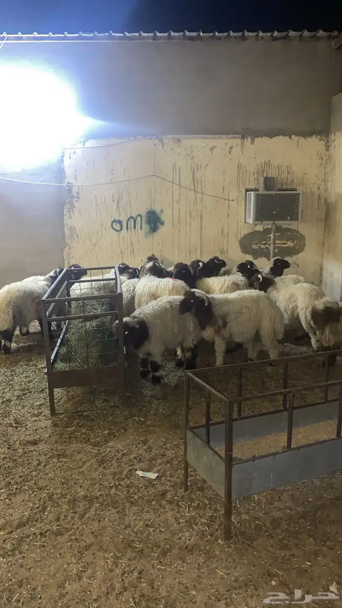 نقل اضاحي 7