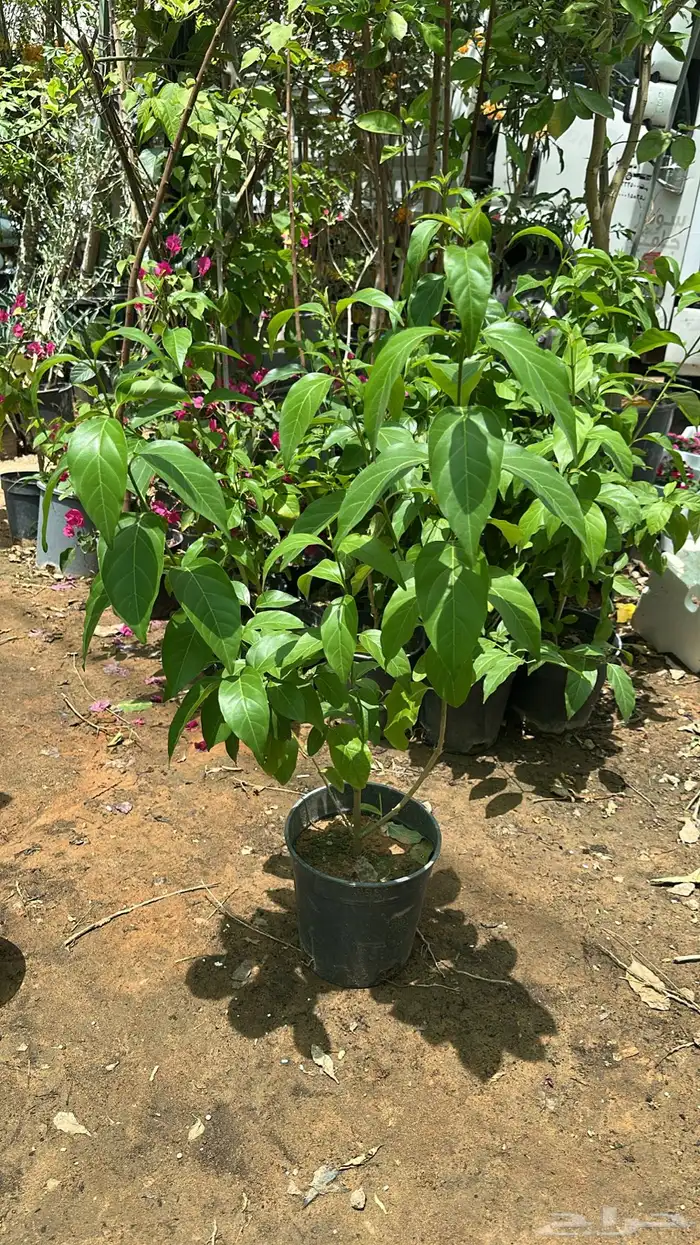 تنسيق حدائق زراعة شتلات شتلات زينه أشجار زينة .أشجار ظل 22