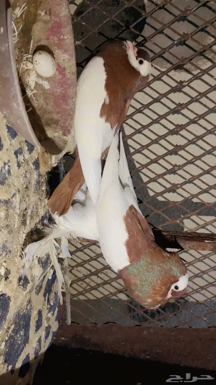 حمام نفاخ مسوبع فواخر منتجه شرط 2