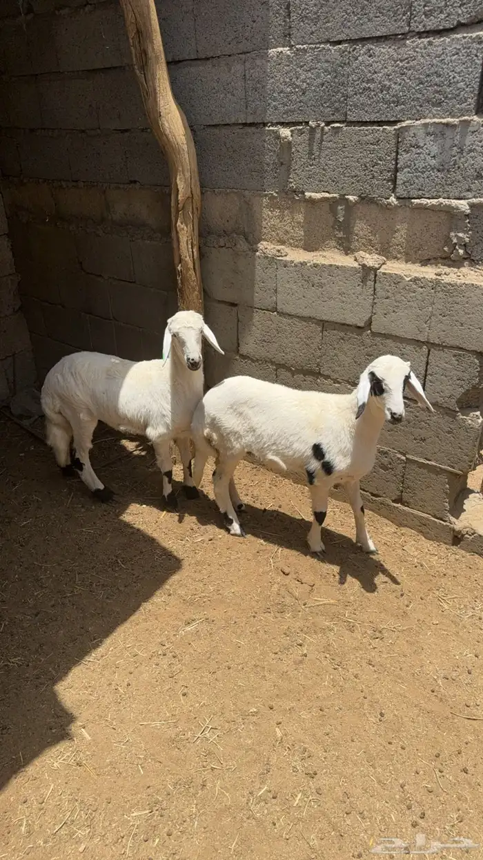 رخلين كفو للبيع 9