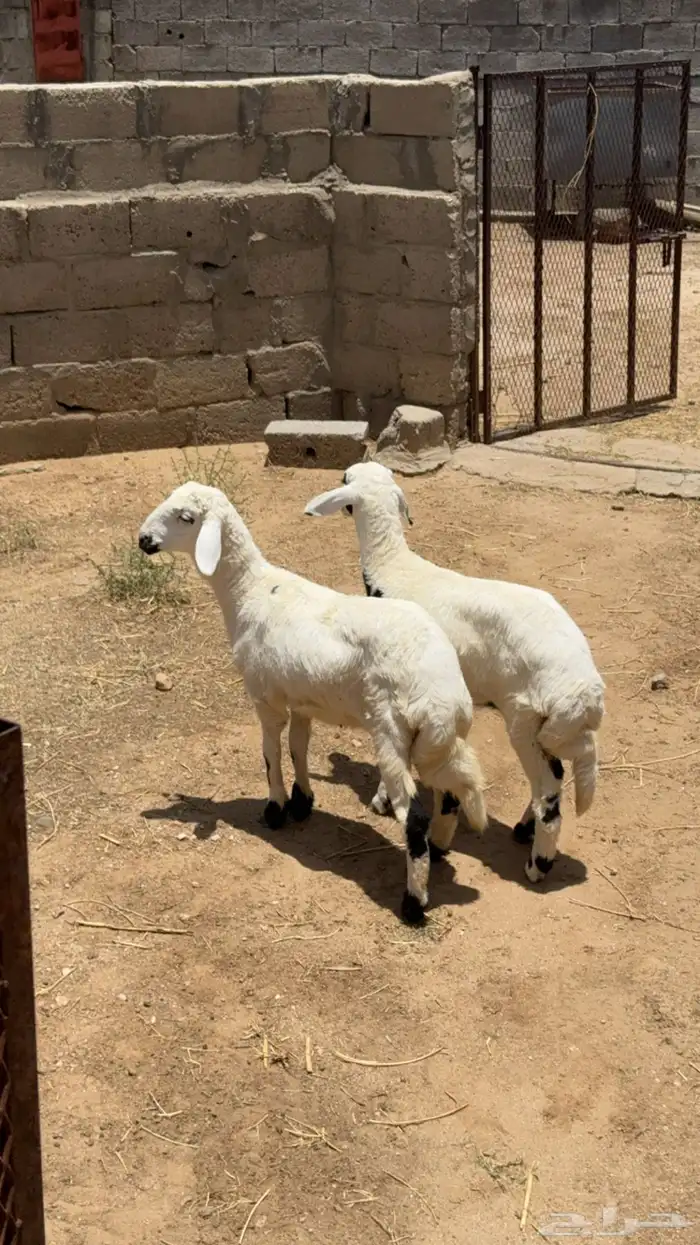 رخلين كفو للبيع 0