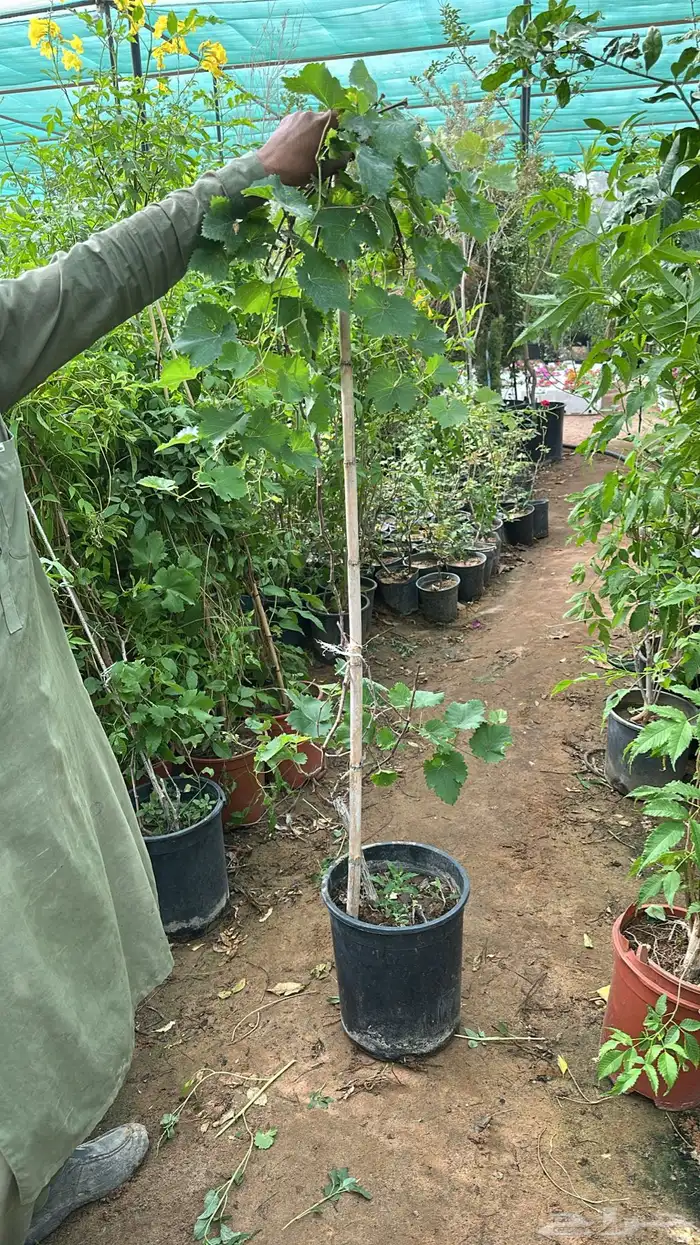 تنسيق حدائق زراعة شتلات شتلات زينه أشجار زينة .أشجار ظل 12