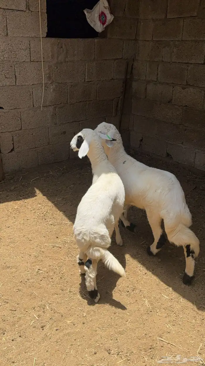 رخلين كفو للبيع 1