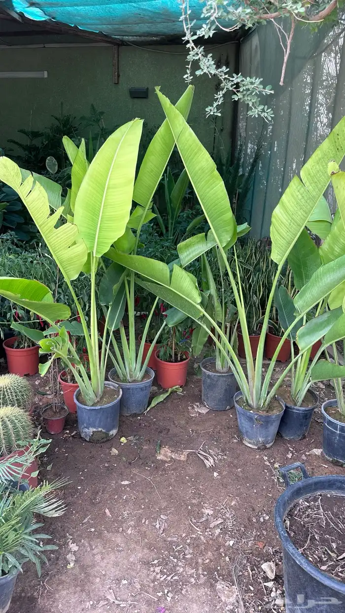 تنسيق حدائق زراعة شتلات شتلات زينه أشجار زينة .أشجار ظل 16