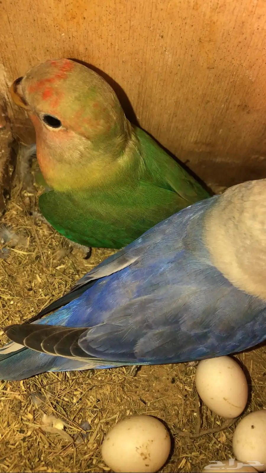 طير روز طقطق فرخ اخضر على برتغالي(سومه و اخذه) 4
