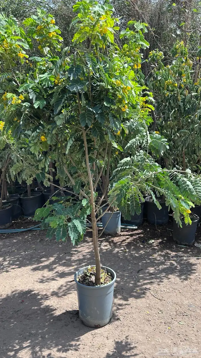 تنسيق حدائق زراعة شتلات شتلات زينه أشجار زينة .أشجار ظل 39