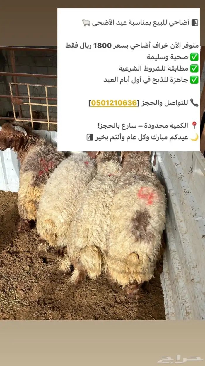 ضحايا 0