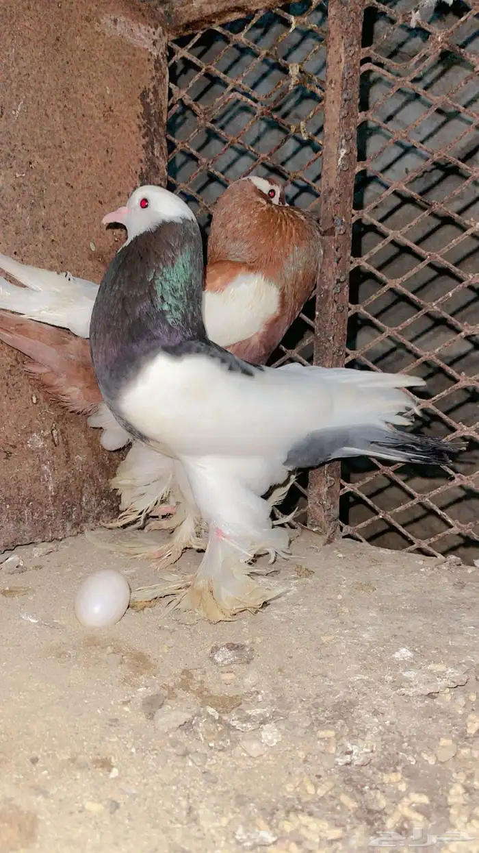 حمام نفاخ مسوبع فواخر منتجه شرط 1