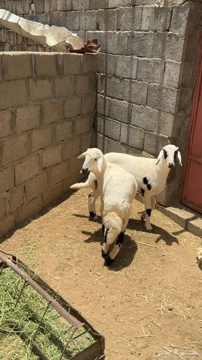 رخلين كفو للبيع 3