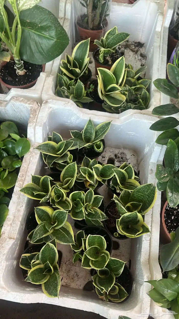 تنسيق حدائق زراعة شتلات شتلات زينه أشجار زينة .أشجار ظل 18