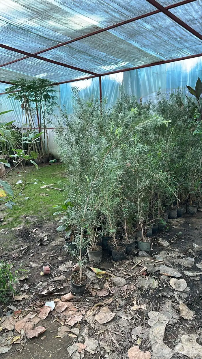 تنسيق حدائق زراعة شتلات شتلات زينه أشجار زينة .أشجار ظل 25