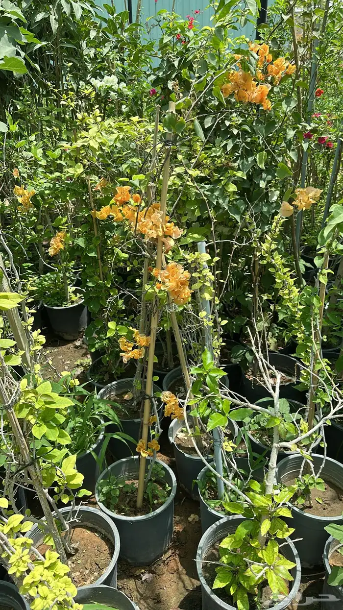 تنسيق حدائق زراعة شتلات شتلات زينه أشجار زينة .أشجار ظل 29