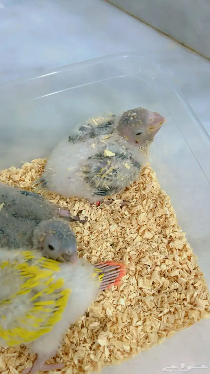 فروخ كنيور 0