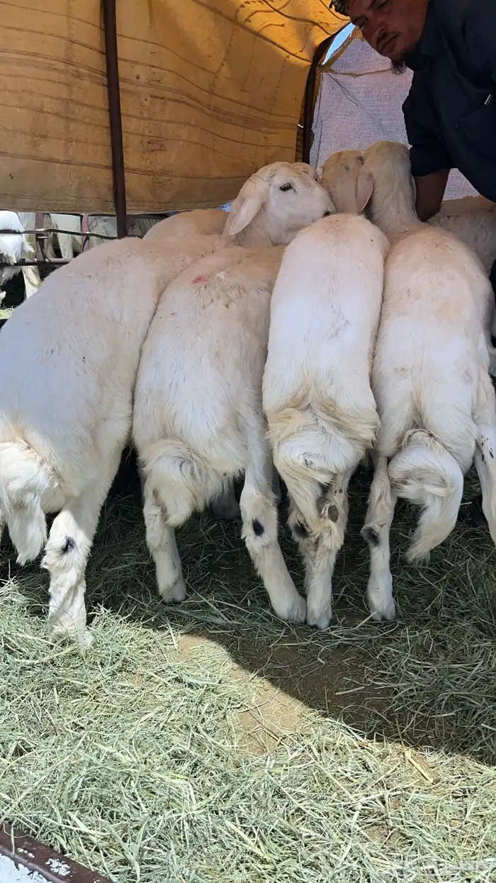 يوجد اضاحي للحجز بلدي 0