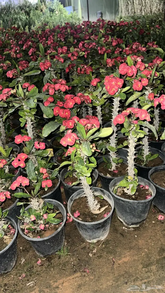 تنسيق حدائق زراعة شتلات شتلات زينه أشجار زينة .أشجار ظل 37