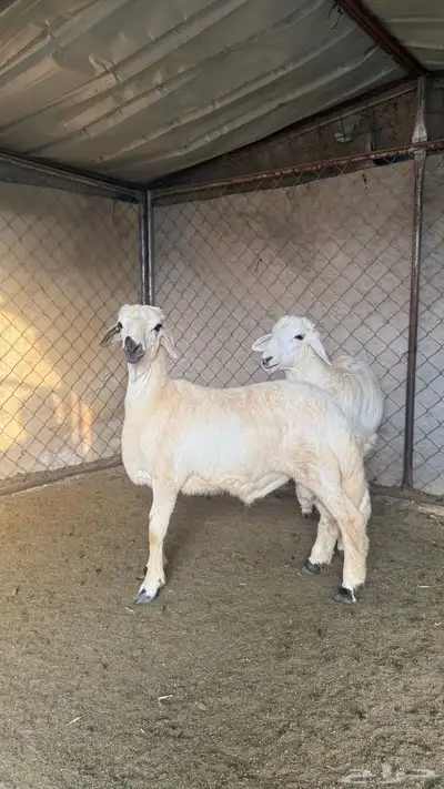 ذبايح حري بأسعار مميزه يوجد توصيل 0