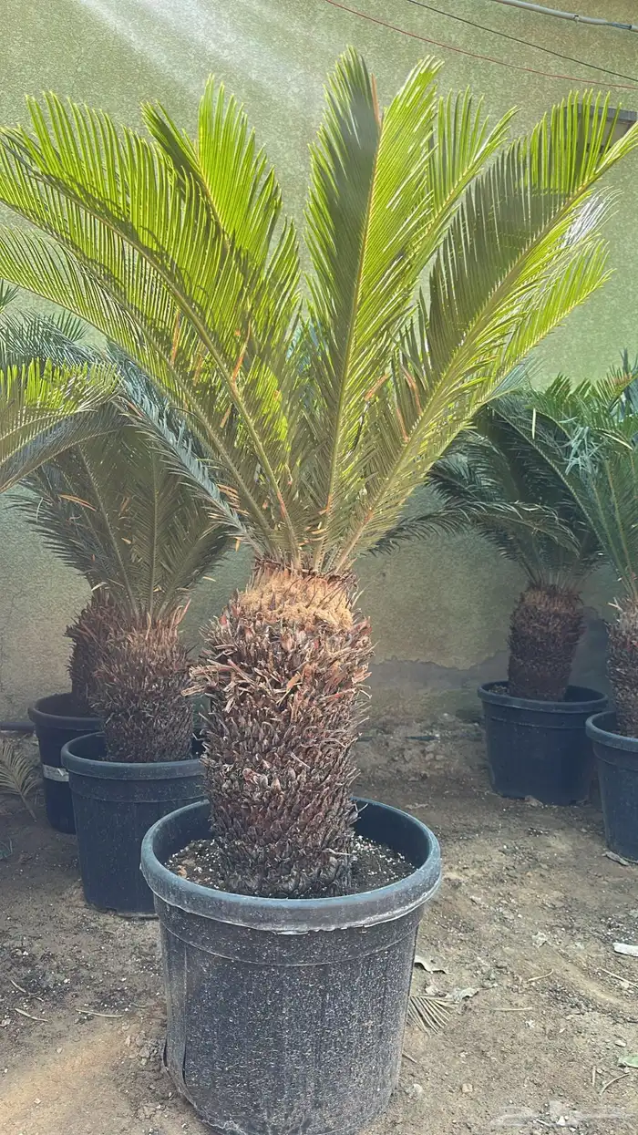 تنسيق حدائق زراعة شتلات شتلات زينه أشجار زينة .أشجار ظل 6