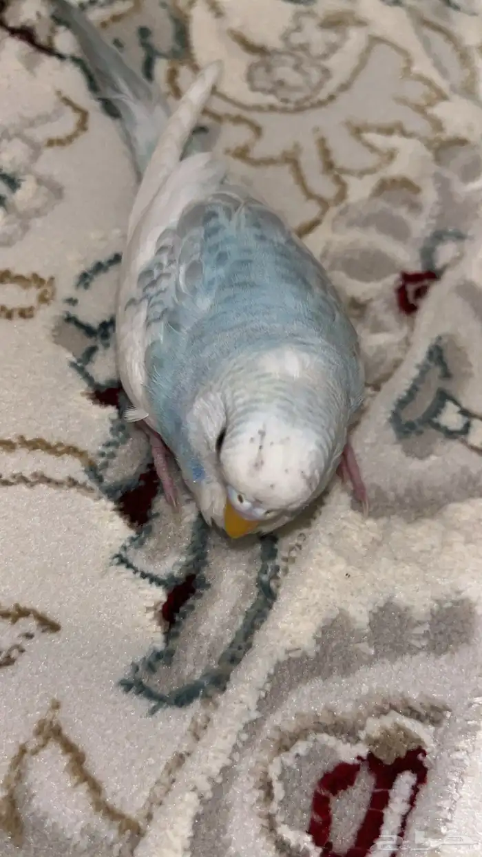 طير باجي أليف مايعض 1