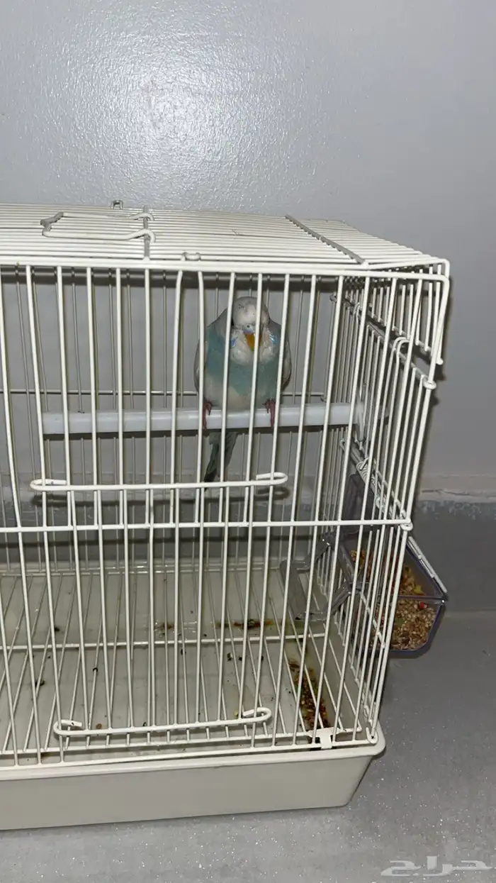 طير باجي أليف مايعض 2